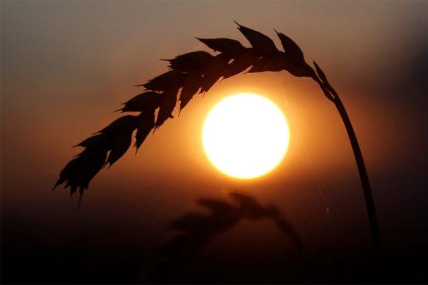 Climate change may prevent Ukraine from becoming an agricultural superpower Climate change may prevent Ukraine from becoming an agricultural superpower