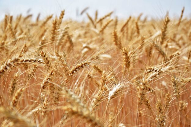 Ukrainian grains stolen by russian federation Ukrainian grains stolen by russian federation