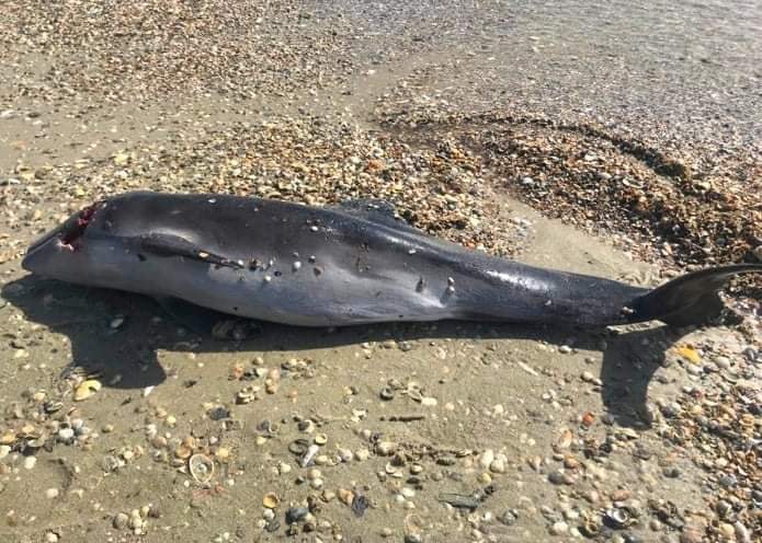 A dead dolphin on the coast of the Tuzlivsky Lymany National Nature Park (April 2022). Photo credit: Ivan Plachkov.