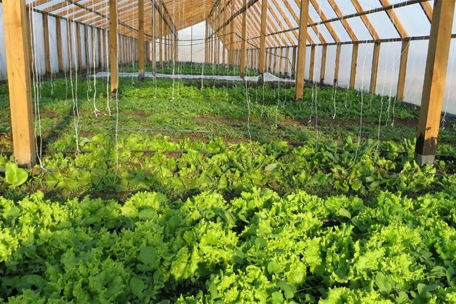 No Synthetic Chemicals: a Unique Organic Farm in Shostka Raion No Synthetic Chemicals: a Unique Organic Farm in Shostka Raion