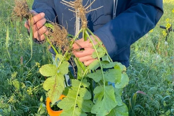 Viktor Filatov, an Agrarian from the Kharkiv Region, Resuscitates Exhausted Fields with Green Fertilizers Viktor Filatov, an Agrarian from the Kharkiv Region, Resuscitates Exhausted Fields with Green Fertilizers